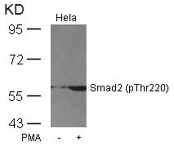 SMAD2 Antibody