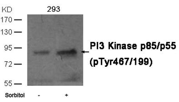 PIK3R1/PIK3R3 Antibody