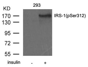 IRS1 Antibody