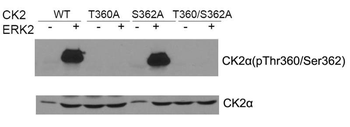CSNK2A1 Antibody