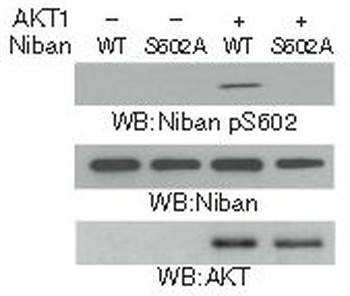 FAM129A Antibody