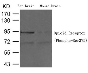 OPRM1 Antibody