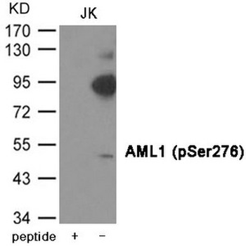 RUNX1 Antibody