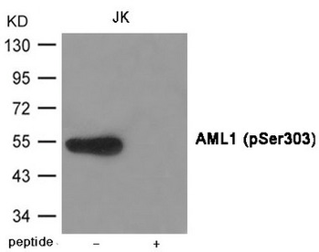 RUNX1 Antibody