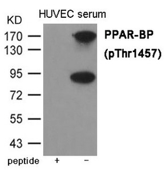 MED1 Antibody
