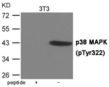 MAPK14 Antibody