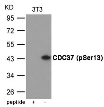 CDC37 Antibody