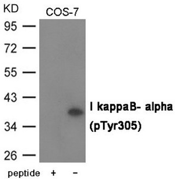 NFKBIA Antibody