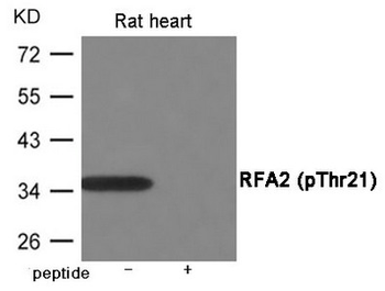 RPA2 Antibody