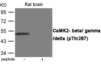 CAMK2B/CAMK2G/CAMK2D Antibody
