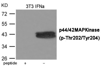 MAPK3/MAPK1 Antibody