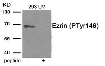 EZR Antibody