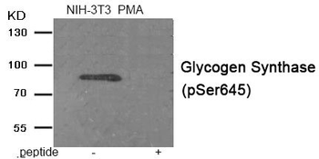 GYS1 Antibody