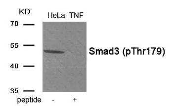 SMAD3 Antibody