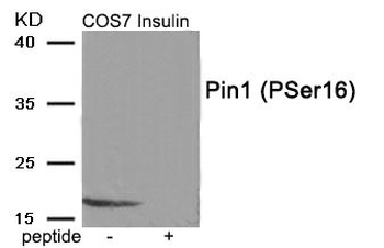 PIN1 Antibody