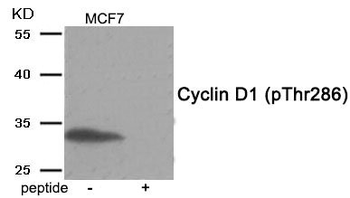CCND1 Antibody