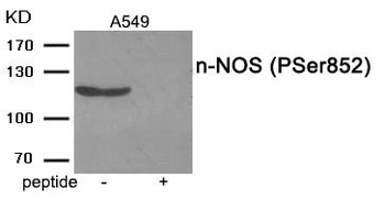 NOS1 Antibody