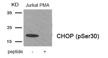 DDIT3 Antibody