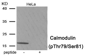 CALM1 Antibody