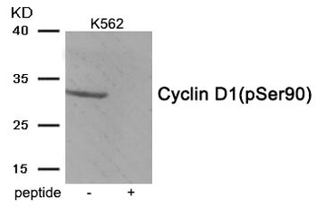 CCND1 Antibody