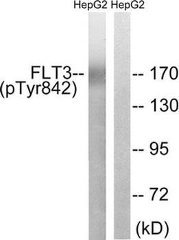 FLT3 Antibody