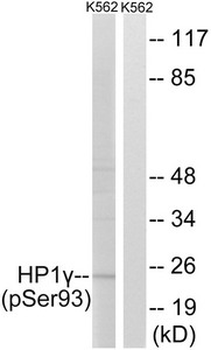 CBX3 Antibody