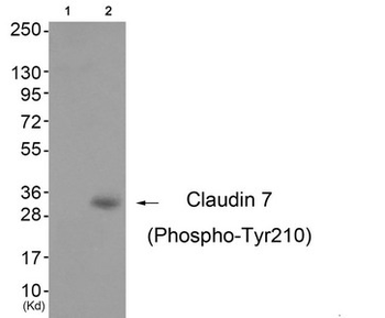 CLDN7 Antibody