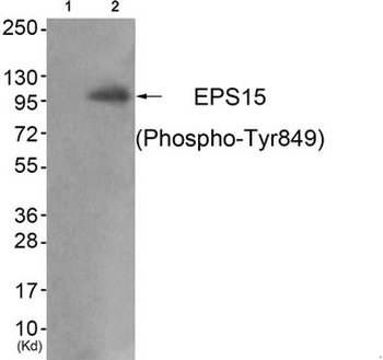 EPS15 Antibody