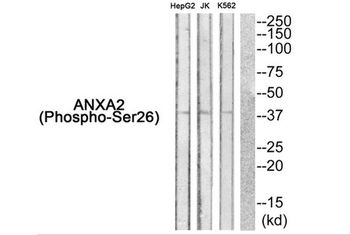 ANXA2 Antibody