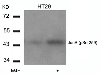 JUNB Antibody