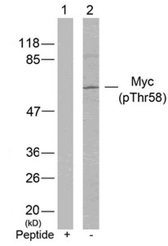 MYC Antibody