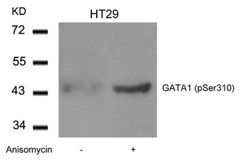 GATA1 Antibody