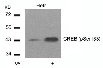 CREB1 Antibody