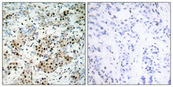 CREB1 Antibody