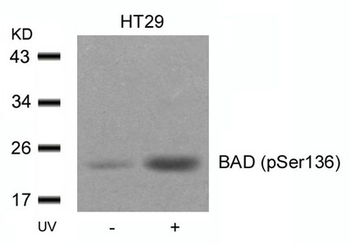 Bad Antibody