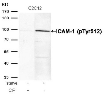 ICAM1 Antibody