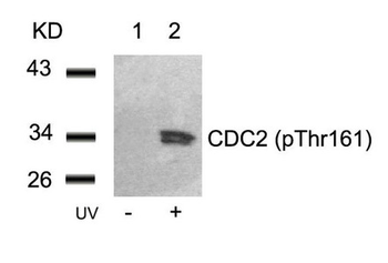 CDK1 Antibody