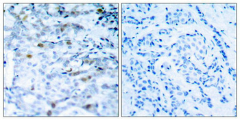CDK1 Antibody