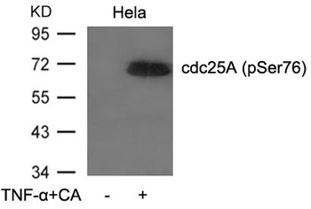 CDC25A Antibody