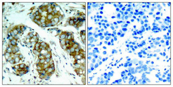 CDC25A Antibody