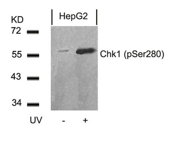 CHEK1 Antibody