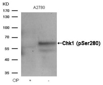 CHEK1 Antibody