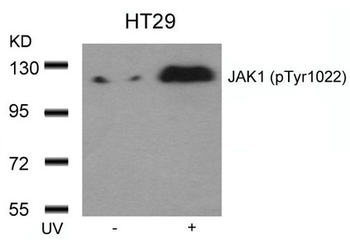 JAK1 Antibody