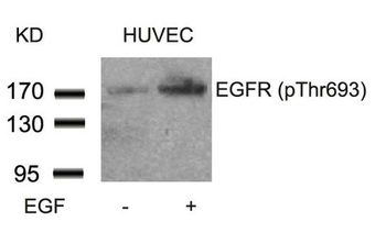 EGFR Antibody