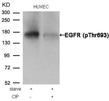 EGFR Antibody