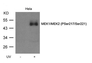 MAP2K1 Antibody