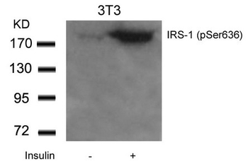 IRS1 Antibody