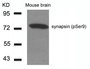 SYN1 Antibody