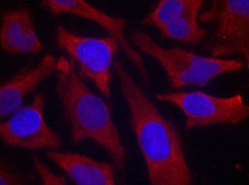 SYN1 Antibody