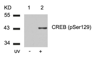 CREB1 Antibody